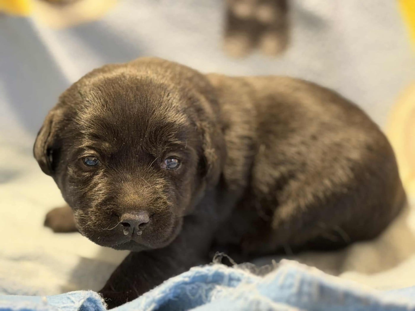 CHIOT 7 - Labrador Retriever