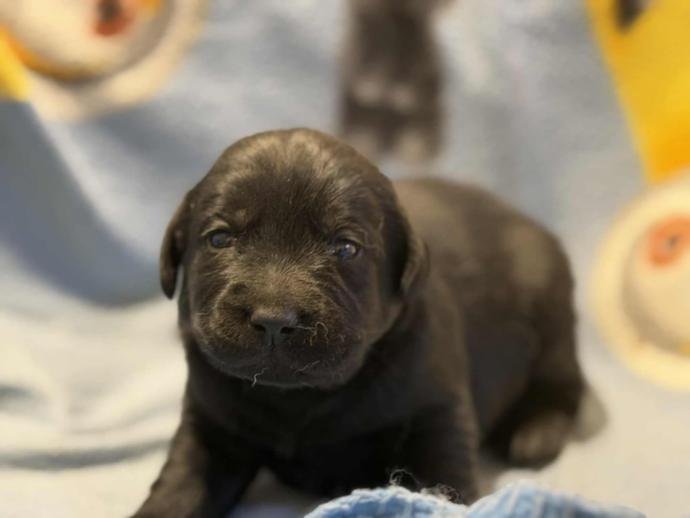 CHIOT 8 - Labrador Retriever