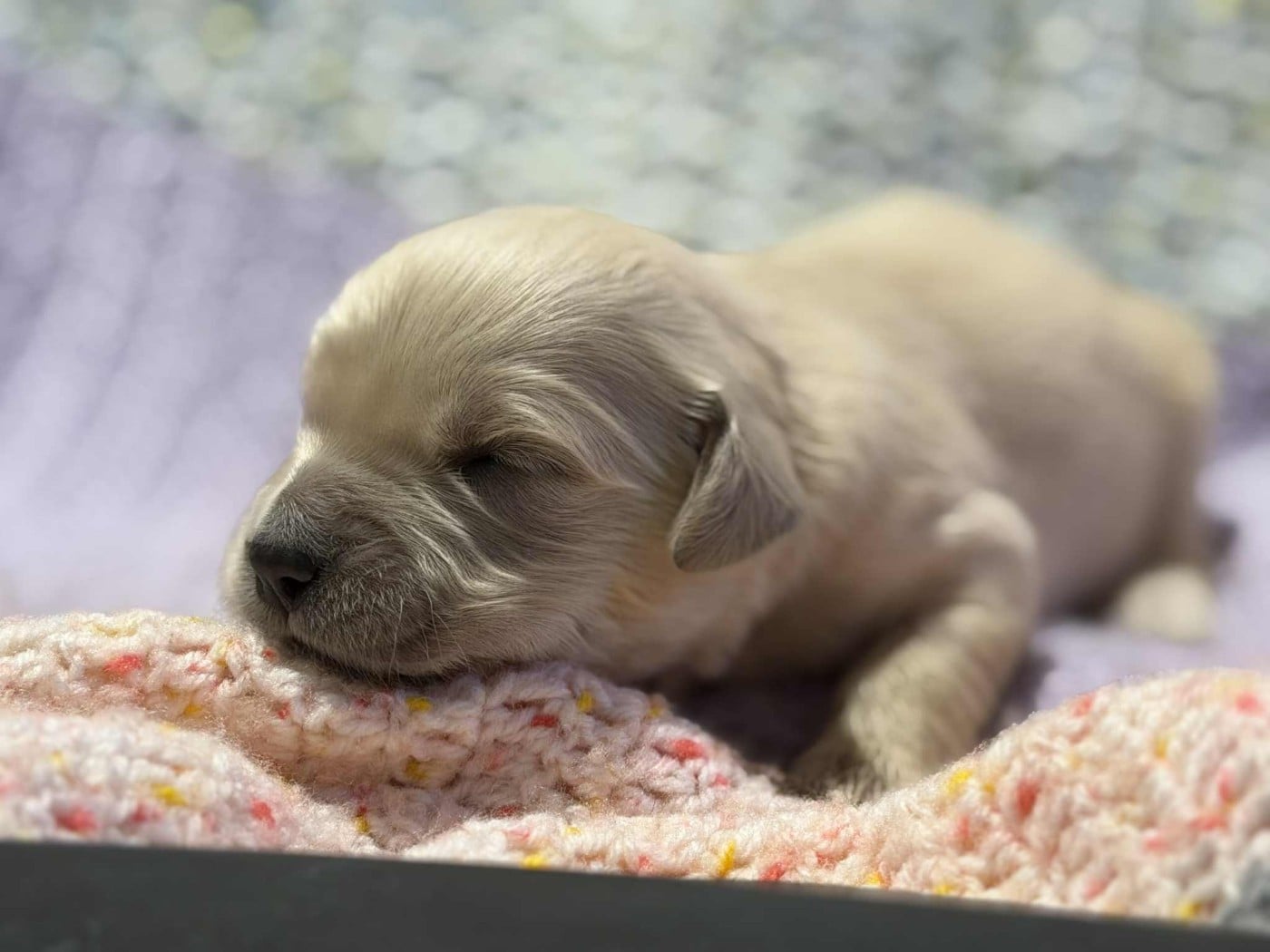 CHIOT 1 - Golden Retriever