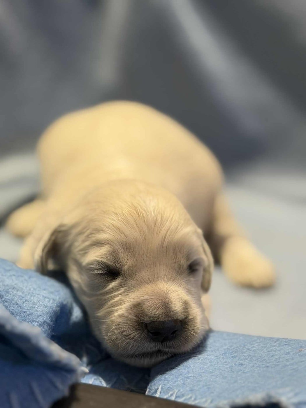 CHIOT 4 - Golden Retriever