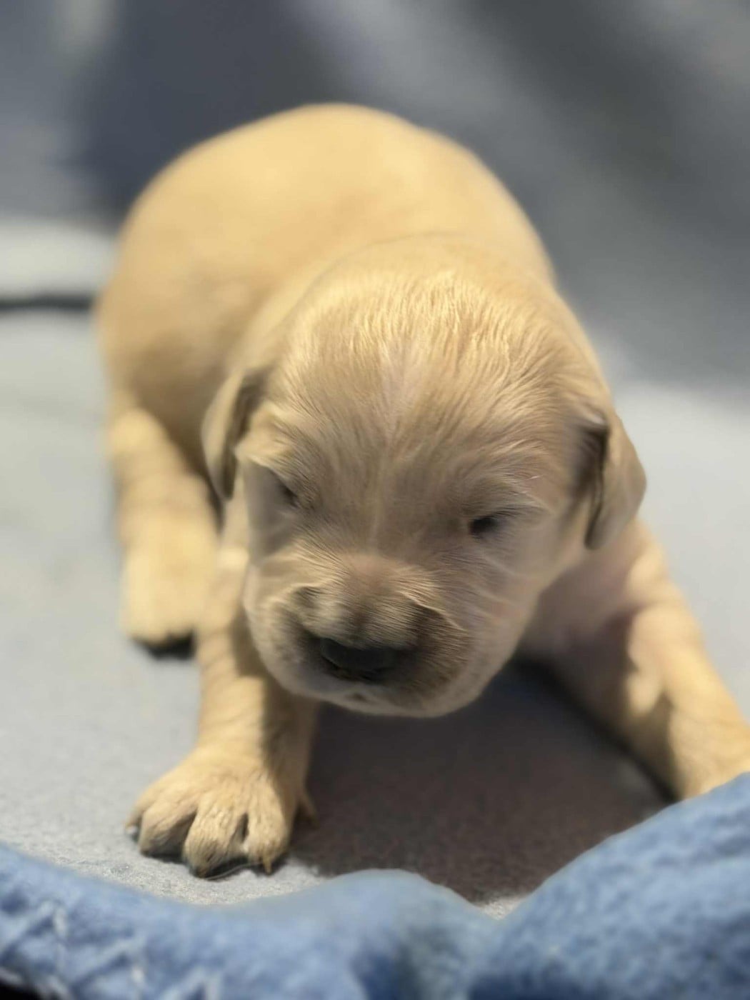 CHIOT 6 - Golden Retriever