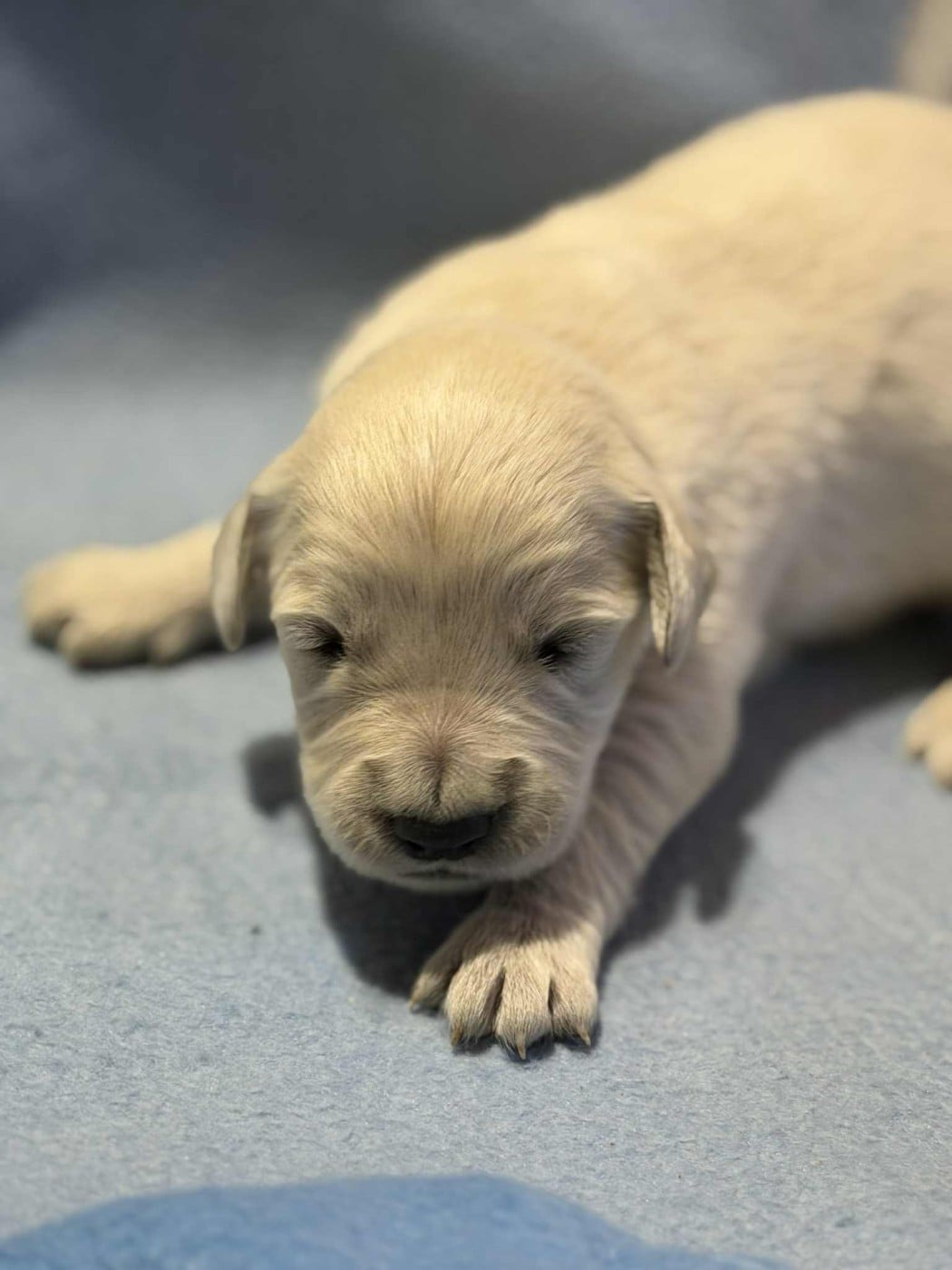 CHIOT 9 - Golden Retriever