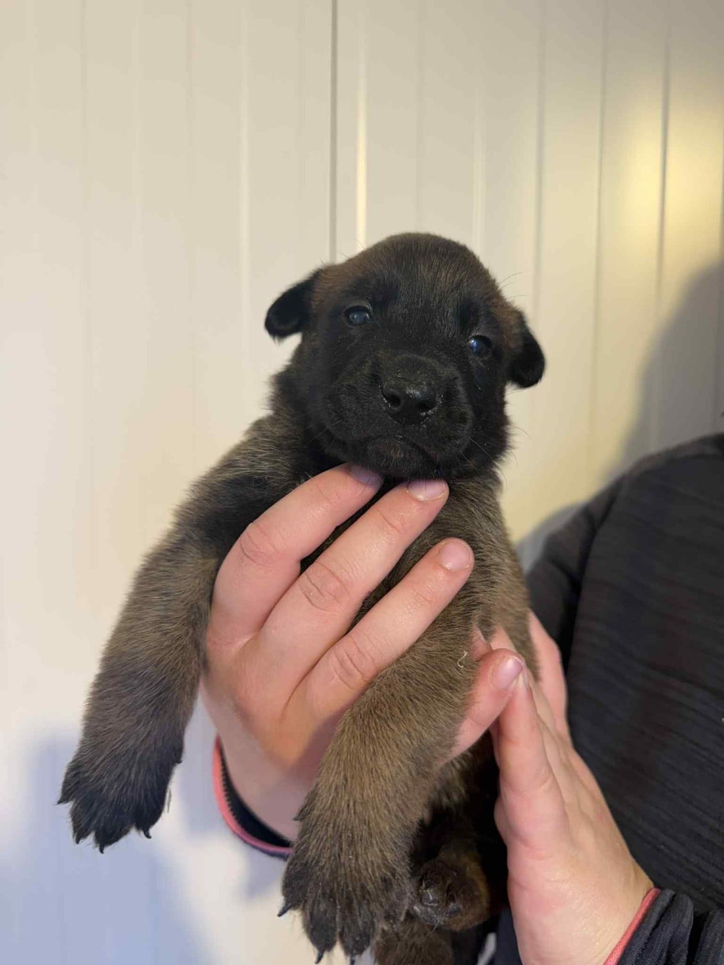 CHIOT 1 - Berger Belge