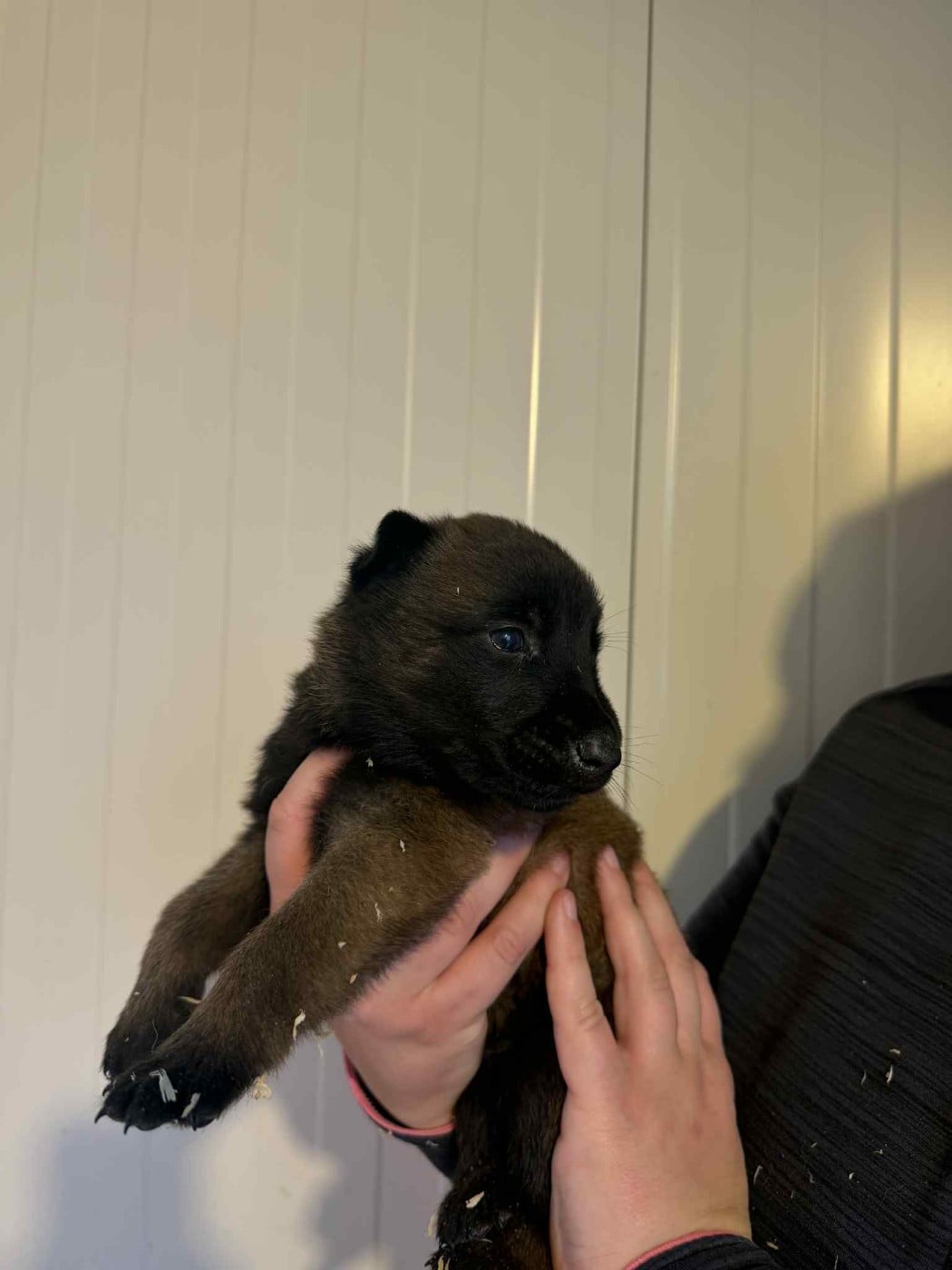 CHIOT 2 - Berger Belge