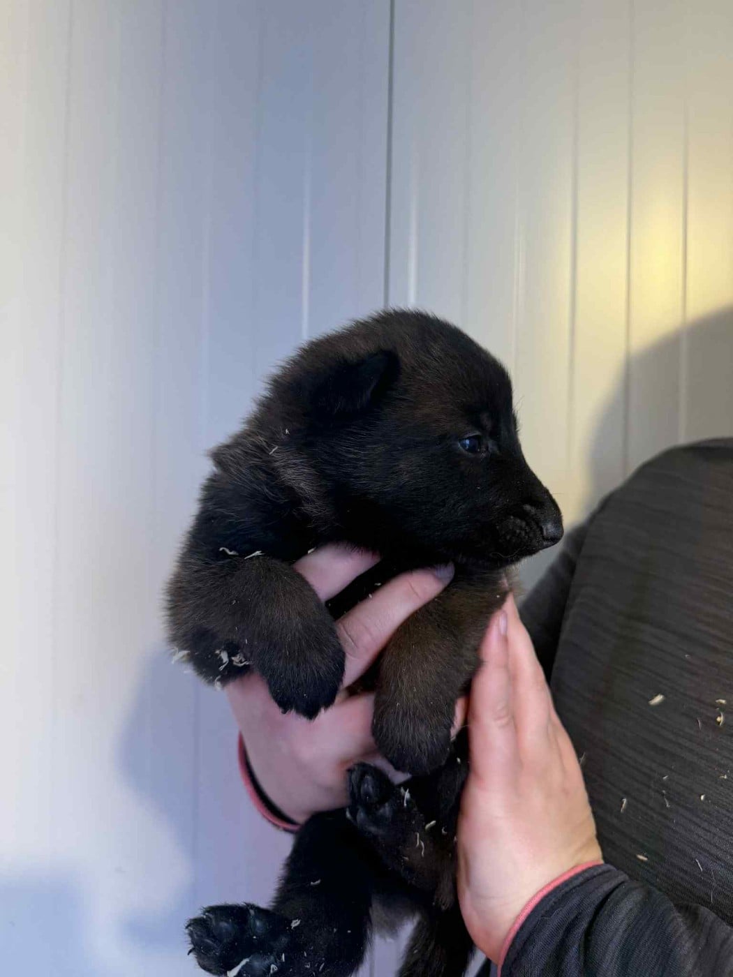 CHIOT 3 - Berger Belge