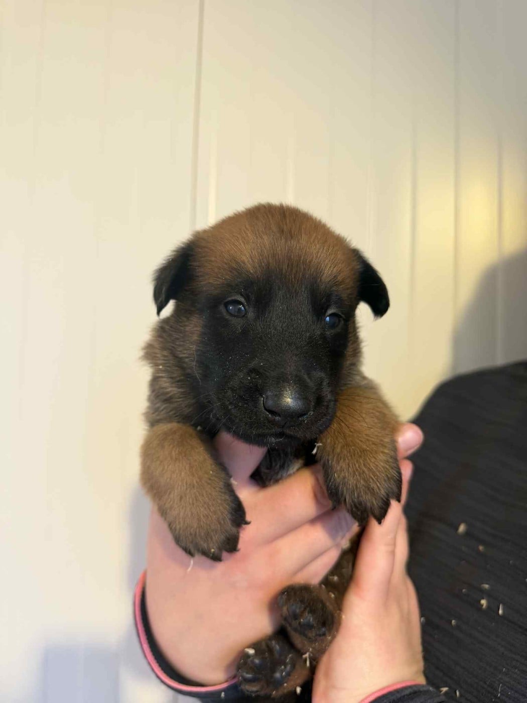 CHIOT 6 - Berger Belge