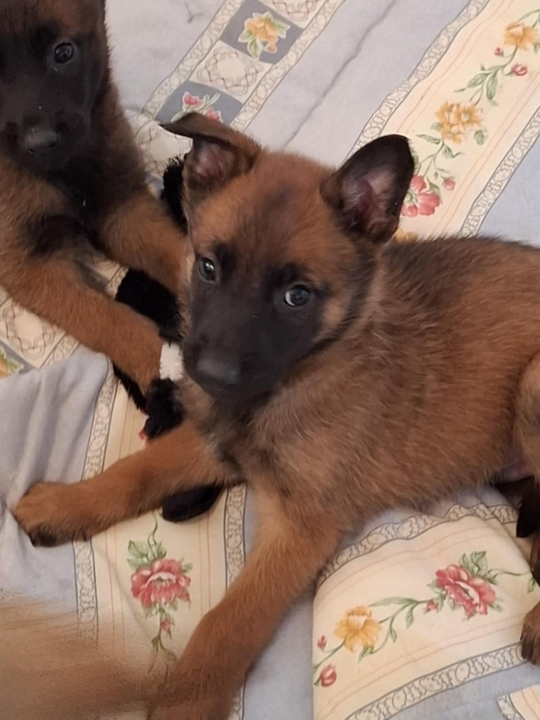 Berger Belge - des douceurs de plume