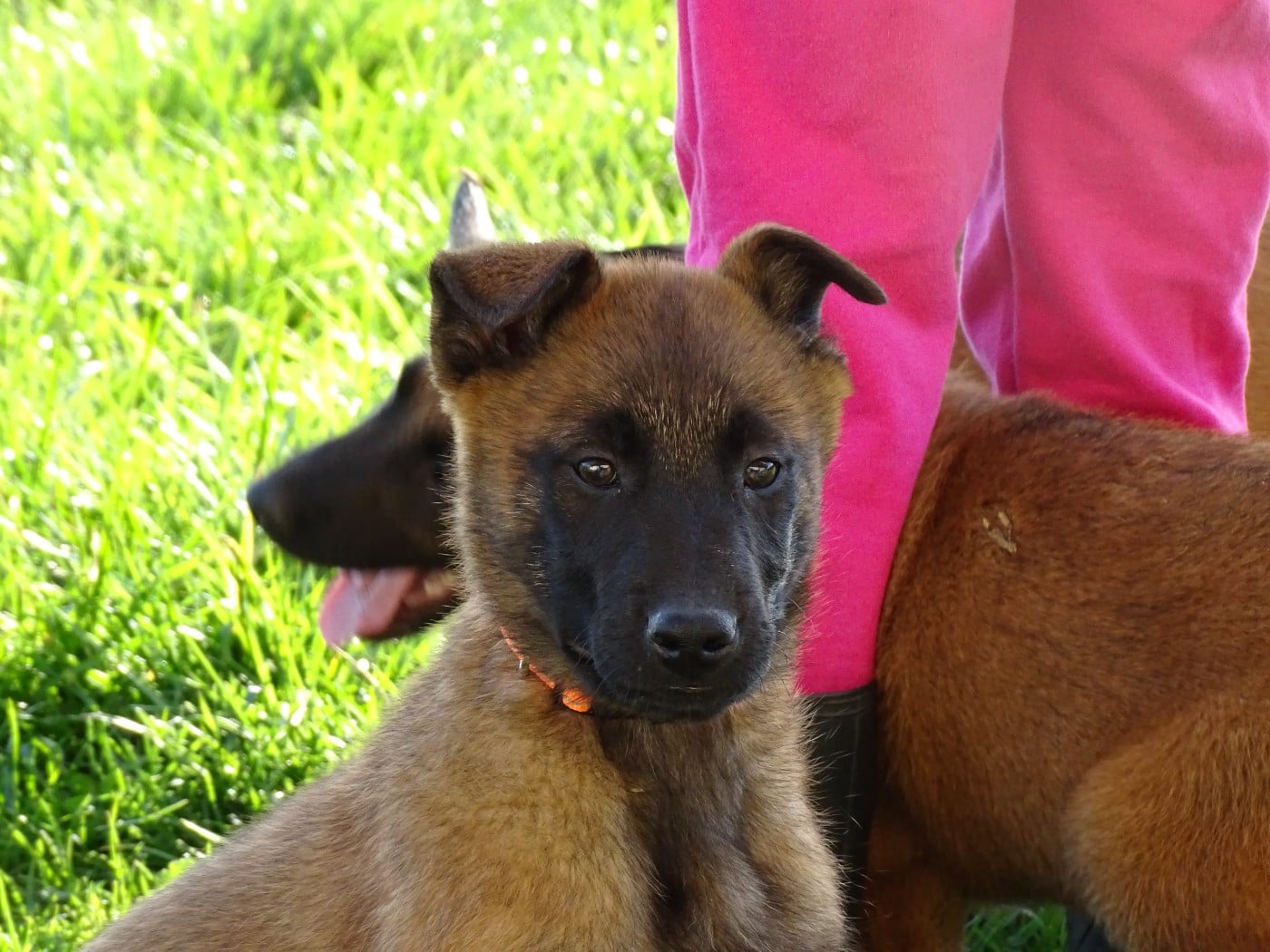 CHIOT 6 - Berger Belge