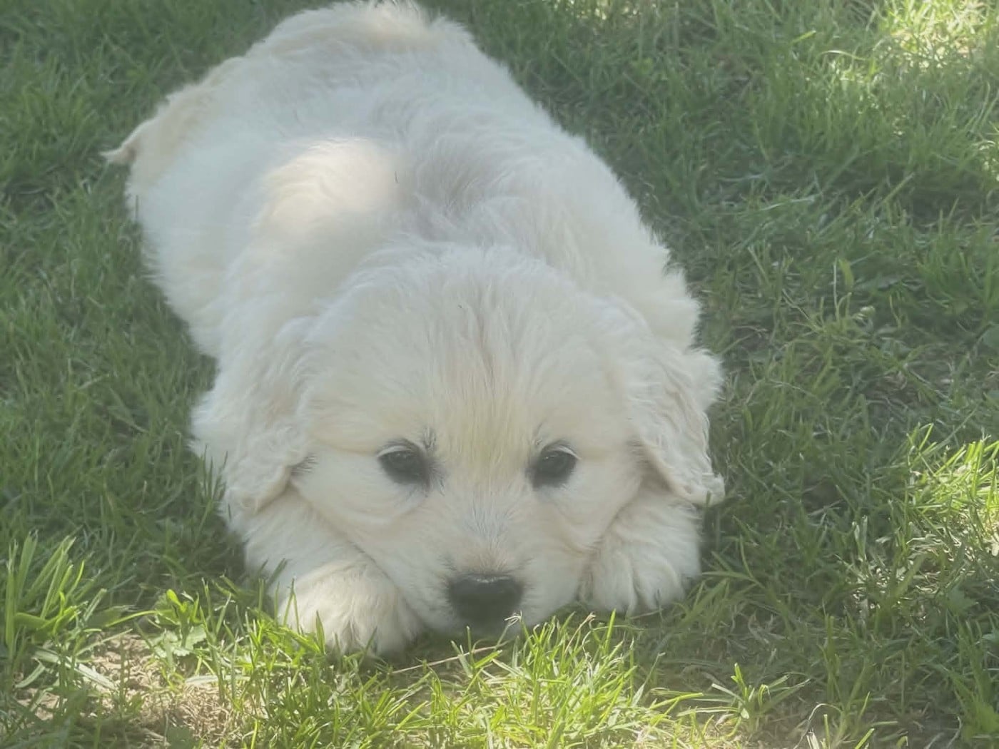 Biscotte - Golden Retriever