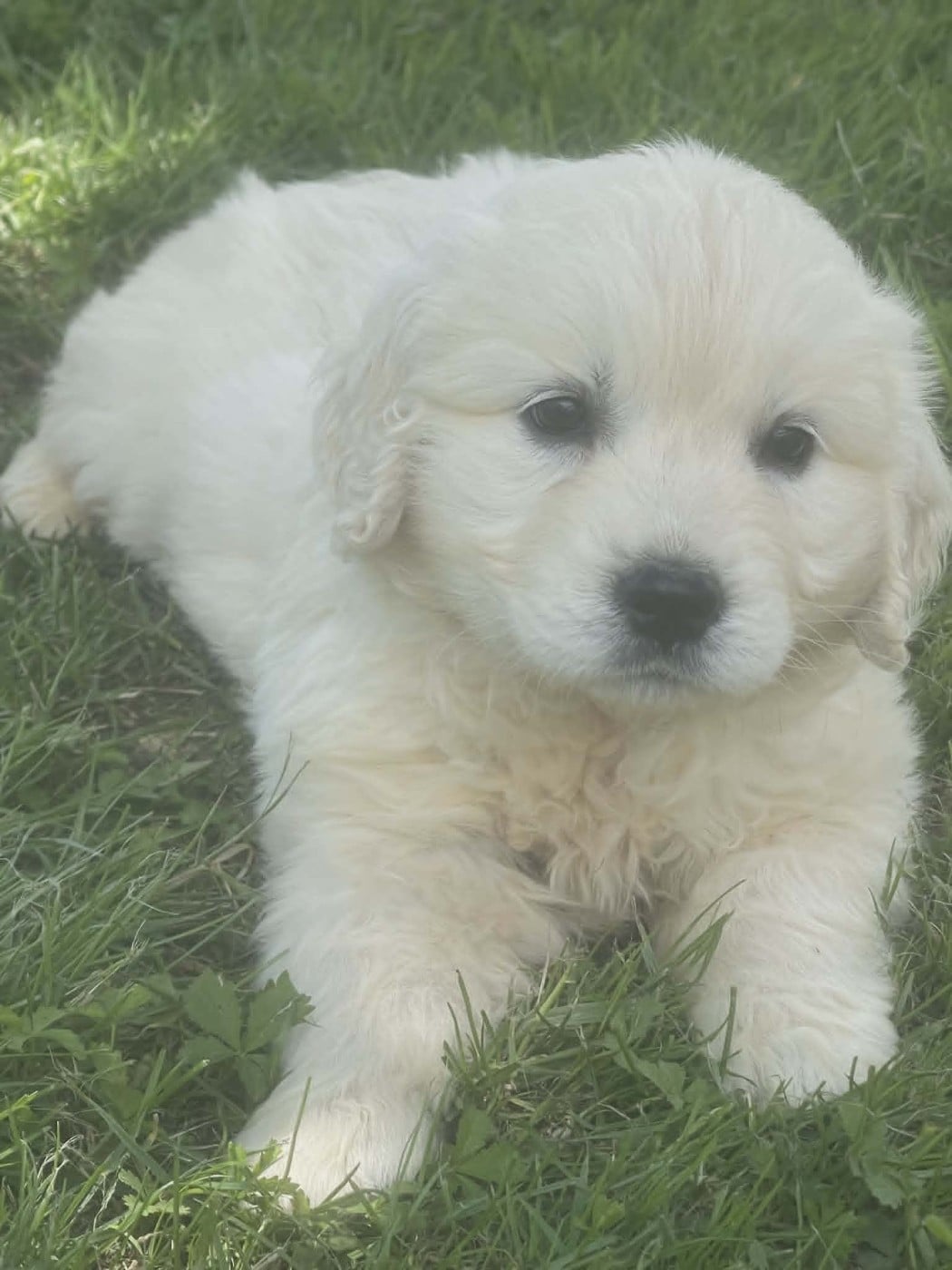Biscuit - Golden Retriever