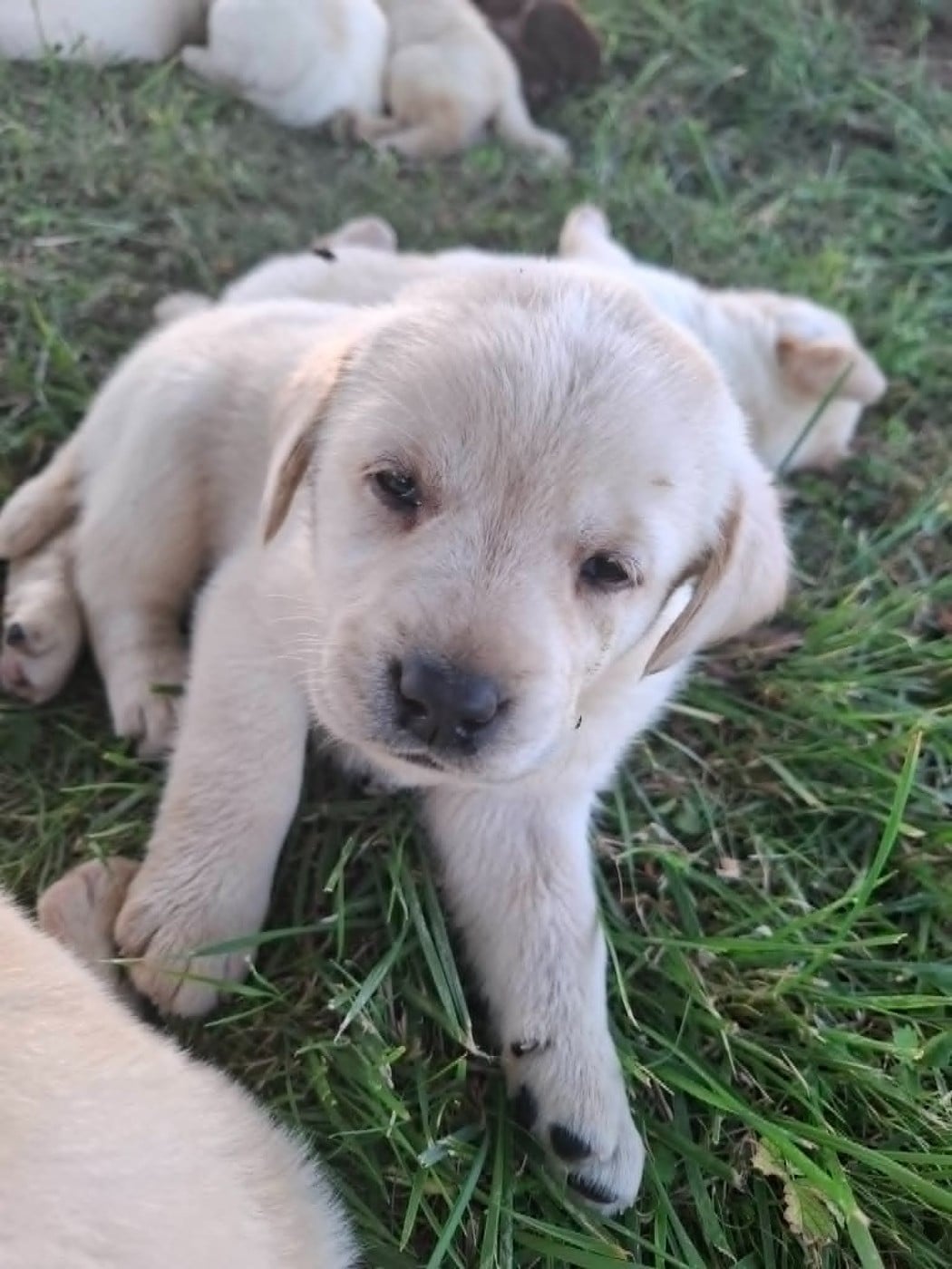 Labrador Retriever - des douceurs de plume