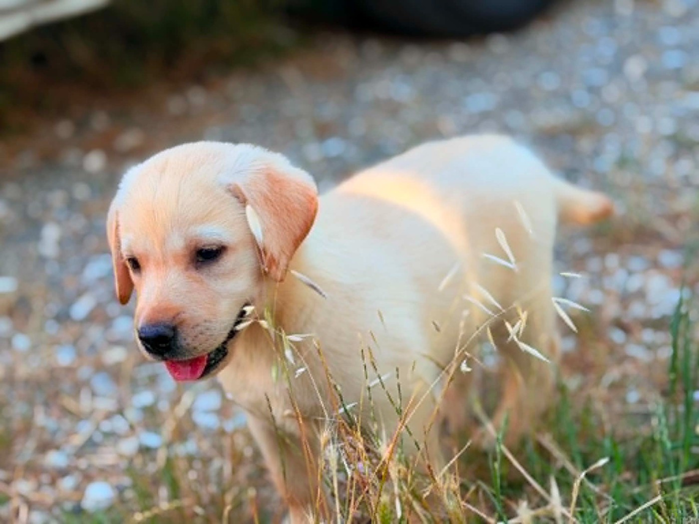 Labrador Retriever - des douceurs de plume