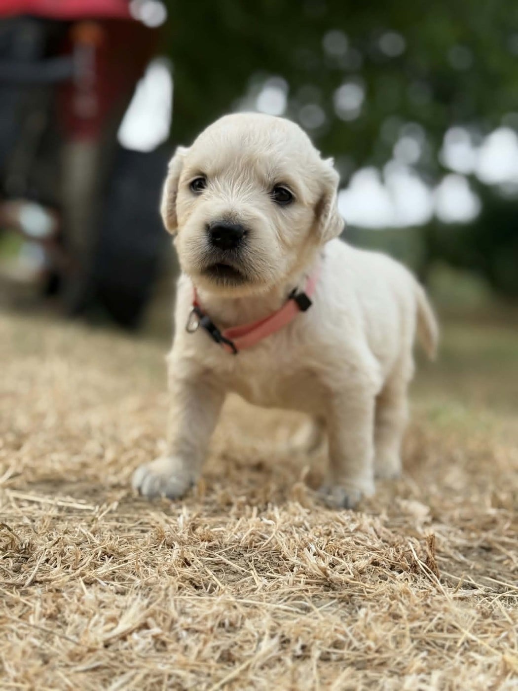 Belle - Golden Retriever