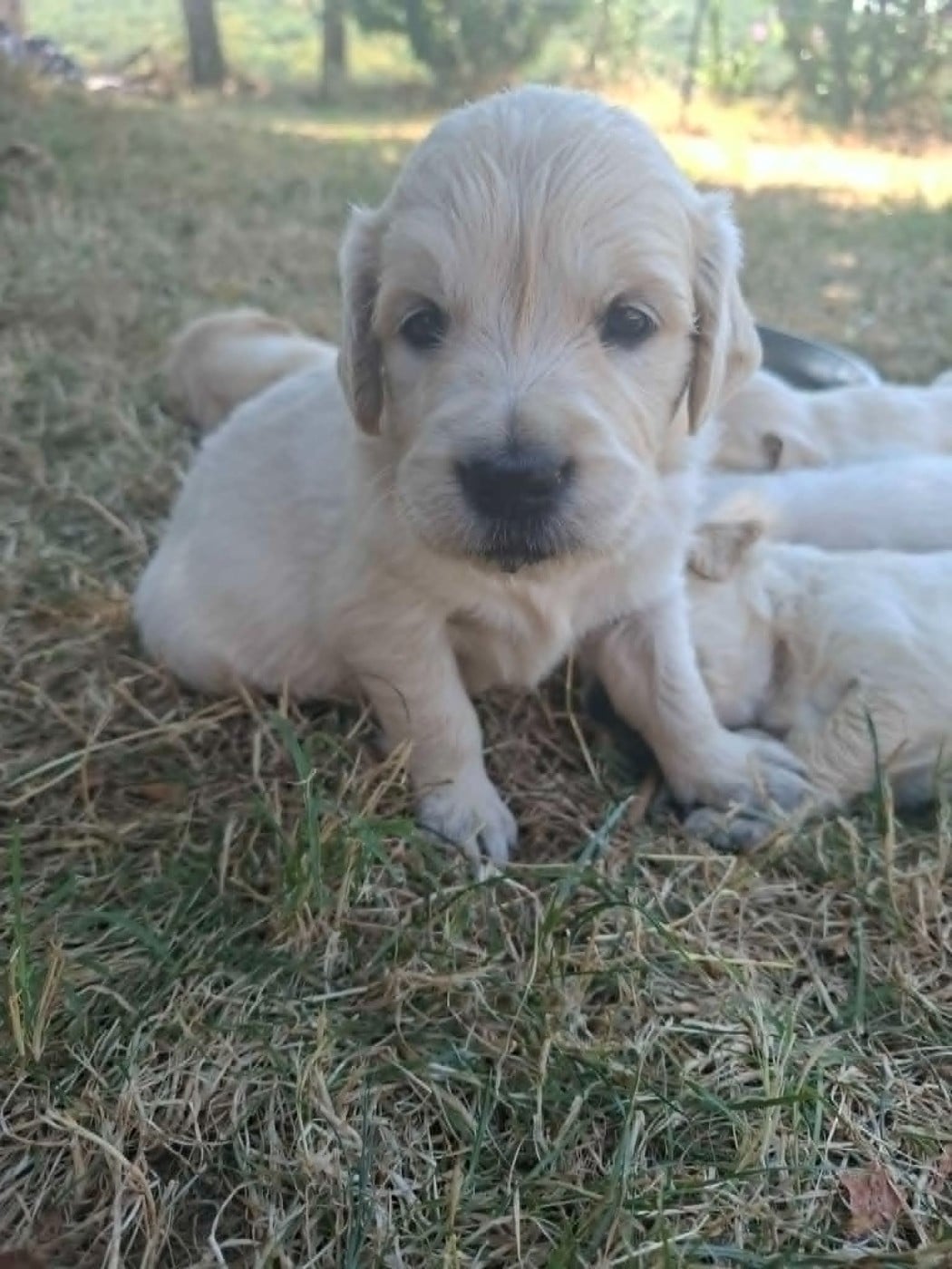 Bétise - Golden Retriever