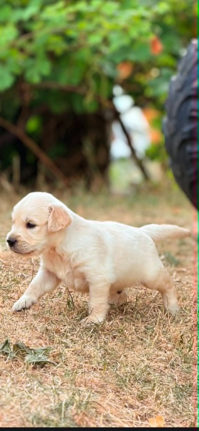 Biscuit - Golden Retriever
