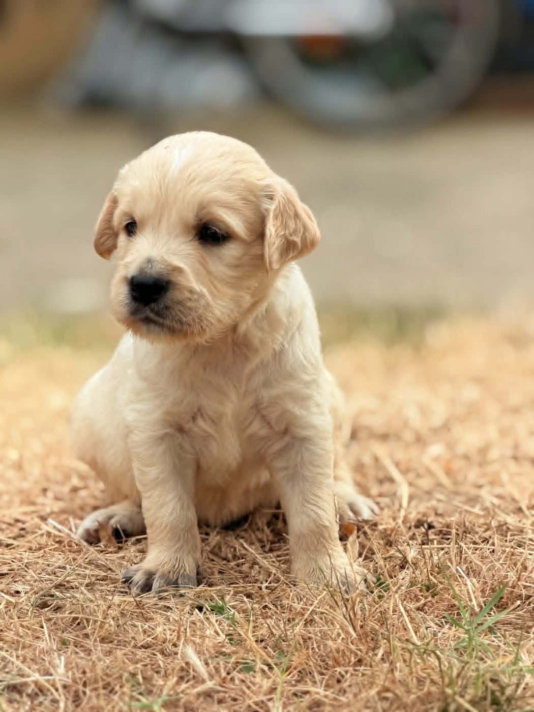Bisous - Golden Retriever