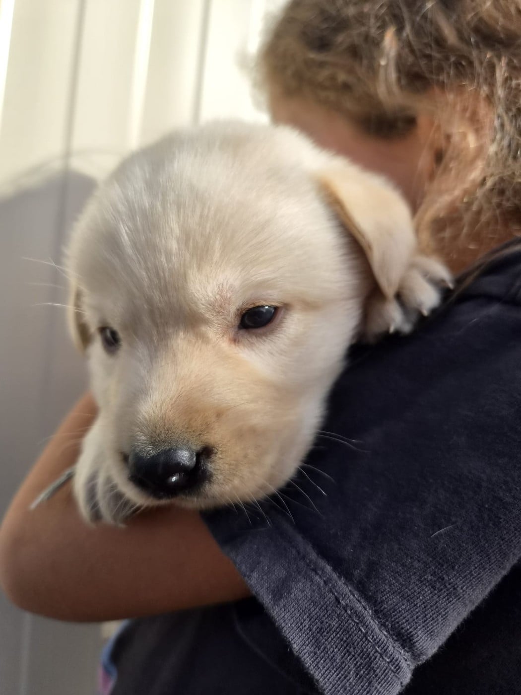 Chiot N°6 - Labrador Retriever