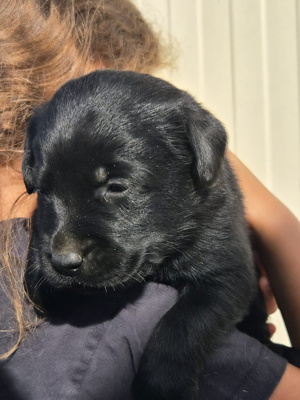 Chiot N°9 - Labrador Retriever