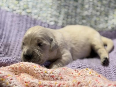 Les chiots de Golden Retriever