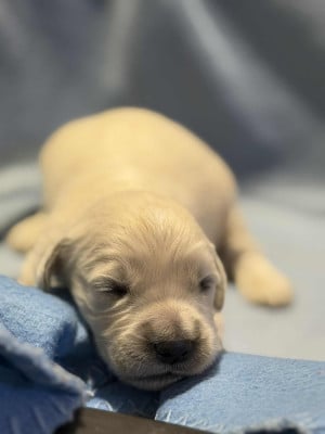 Les chiots de Golden Retriever