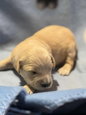 Les chiots de Golden Retriever