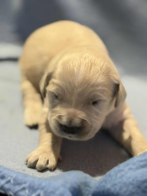 Les chiots de Golden Retriever