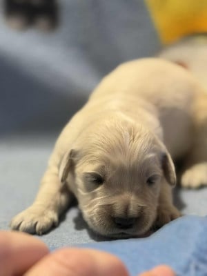 Les chiots de Golden Retriever