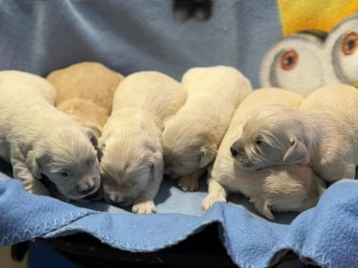 Les chiots de Golden Retriever