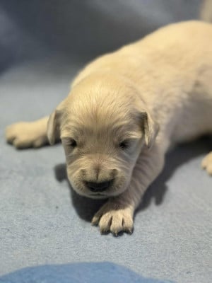 Les chiots de Golden Retriever