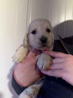 Les chiots de Golden Retriever