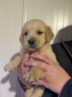 Les chiots de Golden Retriever
