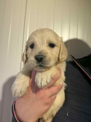 Les chiots de Golden Retriever