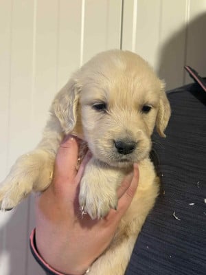Les chiots de Golden Retriever