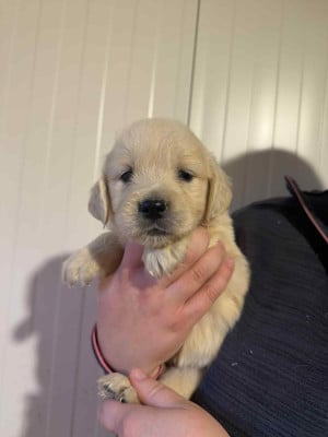 Les chiots de Golden Retriever