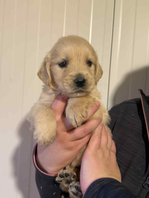 Les chiots de Golden Retriever