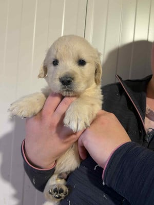 Les chiots de Golden Retriever
