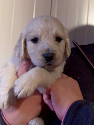 Les chiots de Golden Retriever