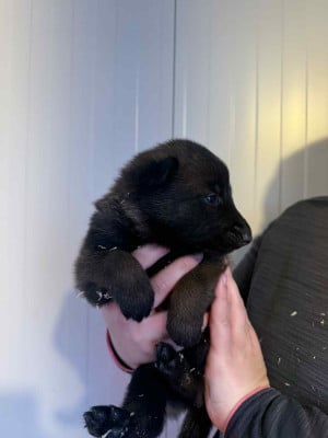 CHIOT 3 - Berger Belge
