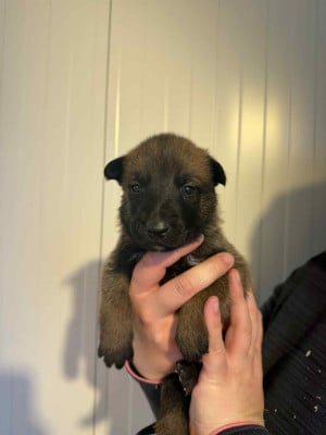 CHIOT 5 - Berger Belge
