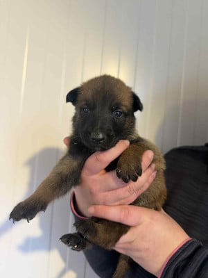 CHIOT 7 - Berger Belge