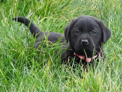 Les chiots de Labrador Retriever