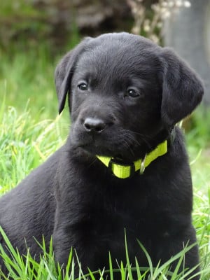 Les chiots de Labrador Retriever