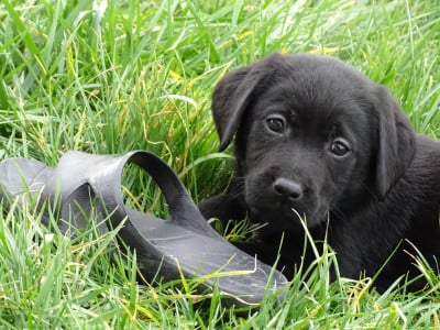 Les chiots de Labrador Retriever