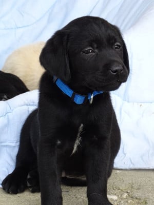 Les chiots de Labrador Retriever