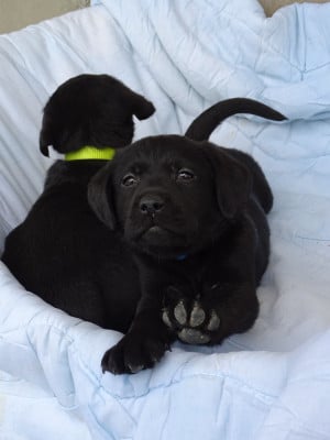 Les chiots de Labrador Retriever