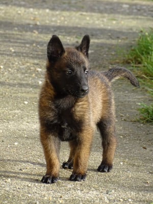 Les chiots de Berger Belge