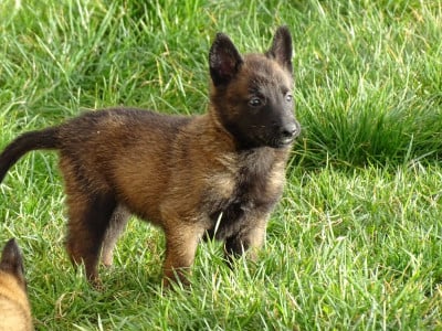 Les chiots de Berger Belge