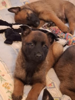 Les chiots de Berger Belge