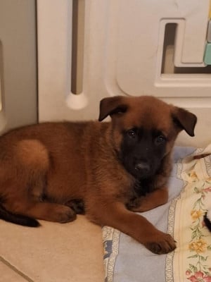 Les chiots de Berger Belge