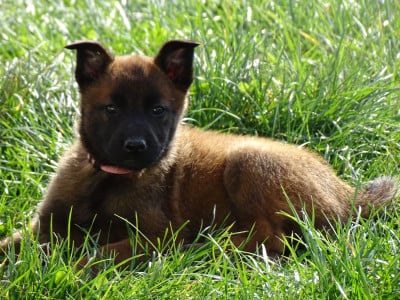 Les chiots de Berger Belge